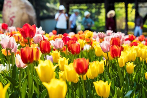 Tulips welcome visitors to Jilin city