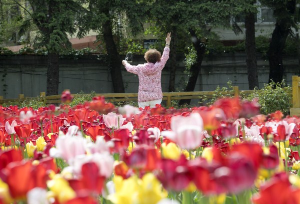 Tulips welcome visitors to Jilin city