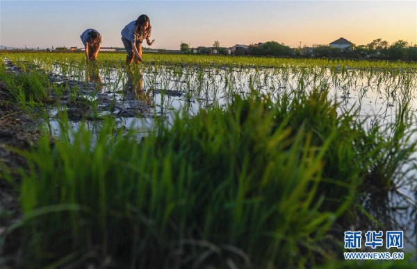 Rice increases living standards in Huinan county, Jilin