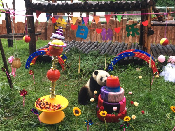 Panda celebrates 3rd birthday in Changchun