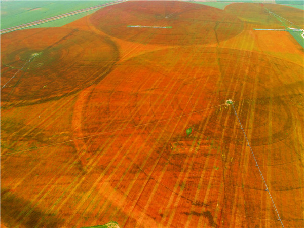 Summer wheat harvest begins