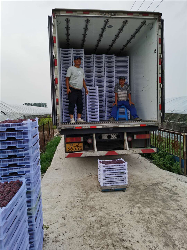 Rich grapes help Jilin farmers grow prosperous