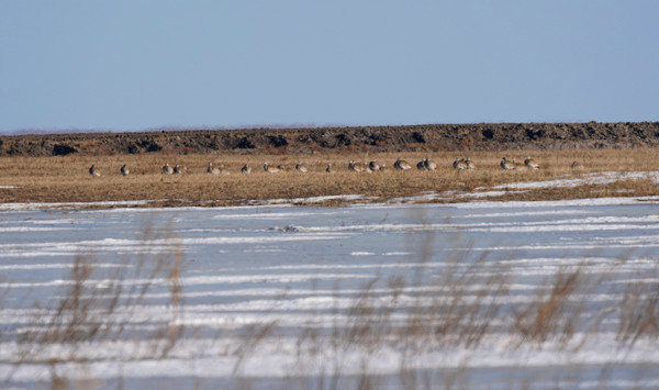 Rare bird comes to call at Jilin nature reserve