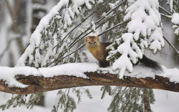 For sables in Jilin, it's not spring just yet