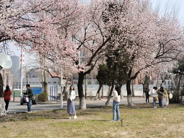 Apricot flower cultural festival opens at Jilin University