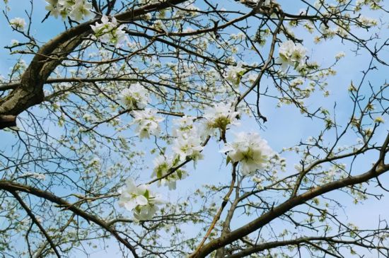 Pear blossom festival beckons holiday tourists
