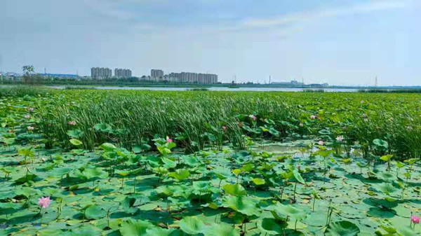 Jilin's Baicheng showcases river-lake diversion project