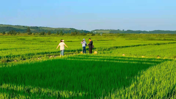 Rice farming, agritourism in Jilin boost villagers' incomes