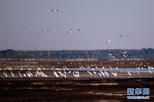 Jilin Momoge: white crane paradise