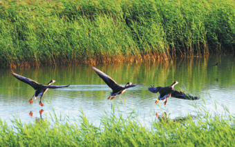 Jilin charts a course toward greener future (2)