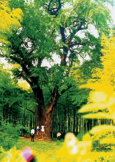 Putang Scenic Area