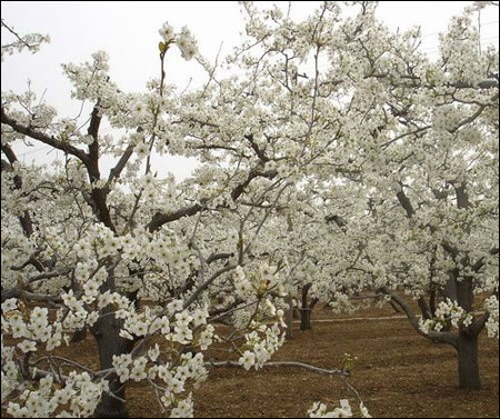 Pear Orchard in Dangshan Mountain