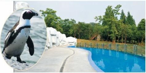 Penguins will pay Hefei an autumnal visit