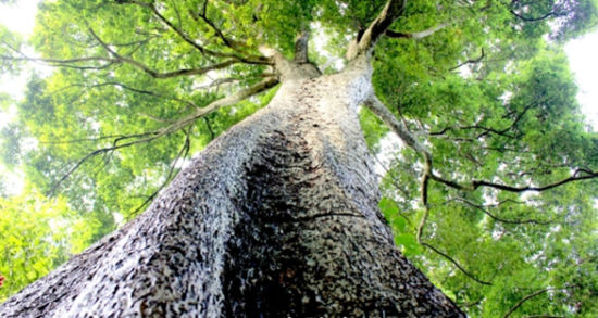 Silkwood trees discovered in Qimen