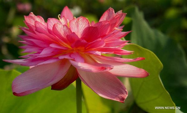 Longquan lotus garden in Anhui