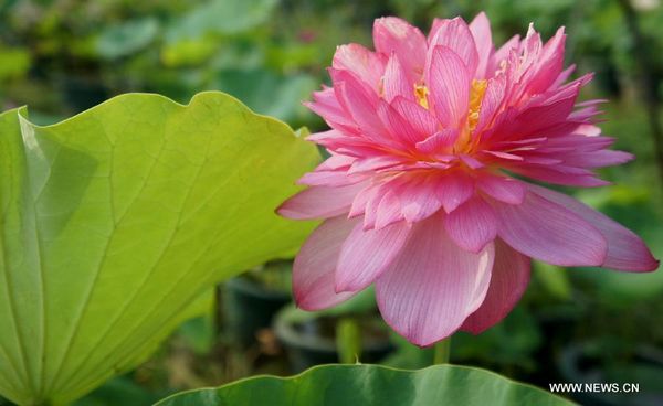 Longquan lotus garden in Anhui