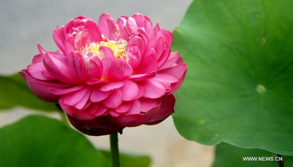 Longquan lotus garden in Anhui