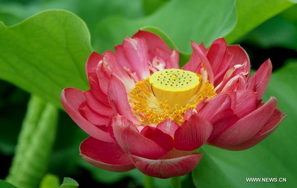 Longquan lotus garden in Anhui