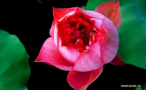 Longquan lotus garden in Anhui