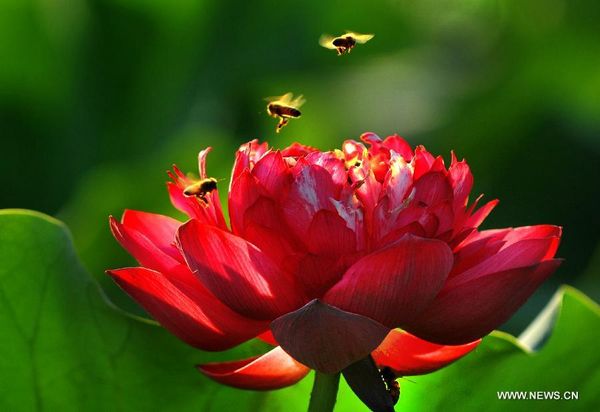 Longquan lotus garden in Anhui
