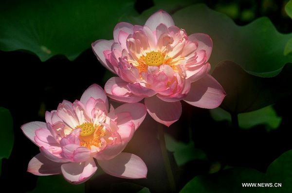 Longquan lotus garden in Anhui