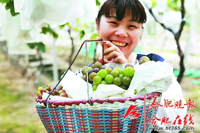 Grape festivals open in Hefei city, Anhui province