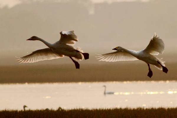 Swans fly over a wetland in Jiujiang county, East China's Jiangxi province, Nov 9, 2013. Urbanization takes toll on wetlands
