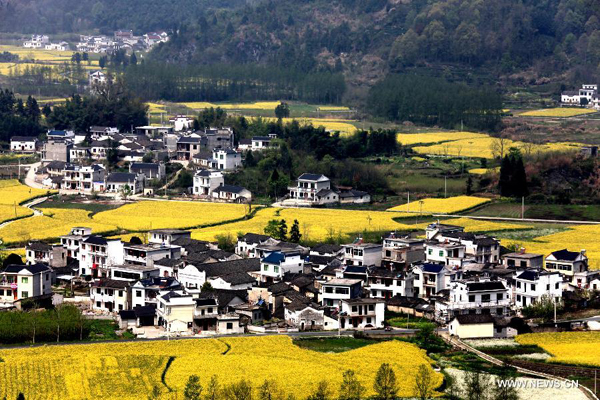 Cole flower fields in China's Anhui
