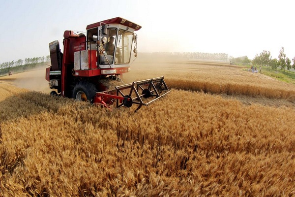 Grain output grows for 11th straight year