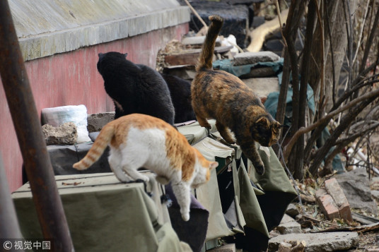 Purrfect! A smart shelter powered by AI keeps stray cats warm in winter