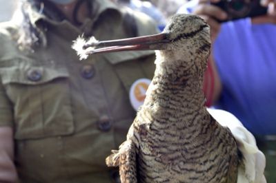 Tianjin volunteers destroy a migrant bird killing operation