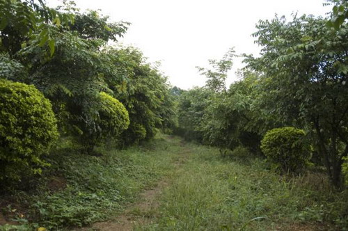 Mount Yunyan