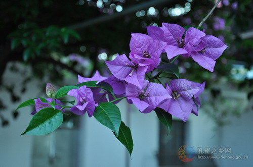 Photos by Chen Chong