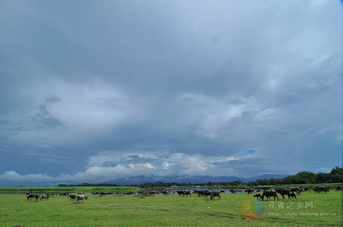 Photos by Chen Chong