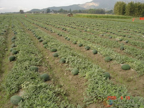 Photos by Gen Liuqiang