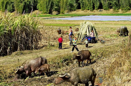 Photos by Shen Huaxiang