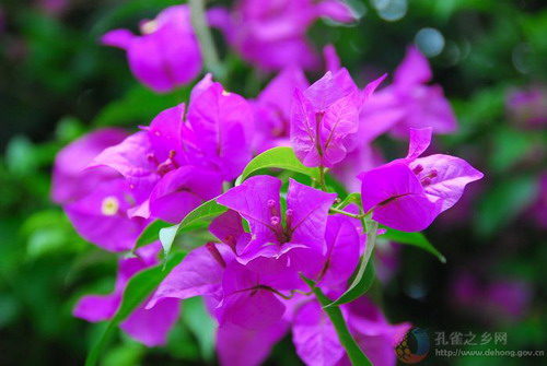 Photos by Si Zhiming