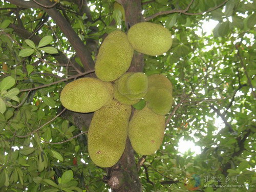 Photos by Yang Xuelan