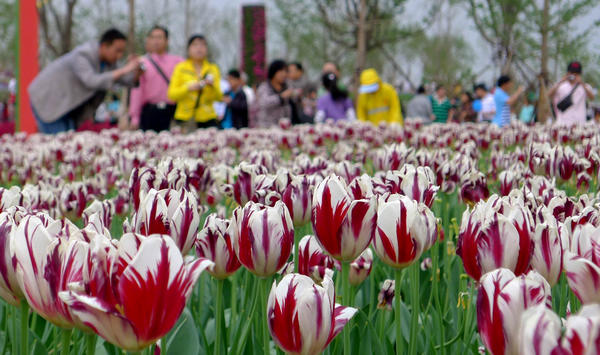 Horticultural Expo sees tourist flow peak
