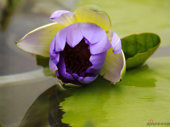 New water lily wins gold award in Xi'an
