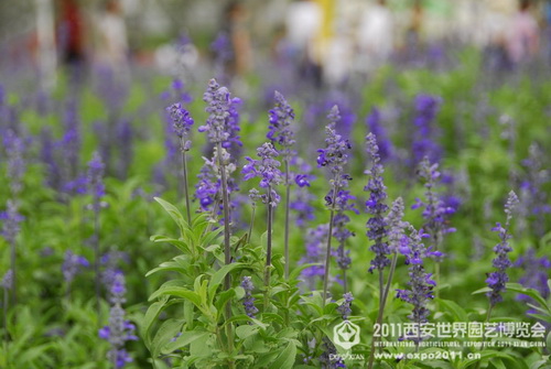 Beautiful sight of nature in Xi'an Expo Park