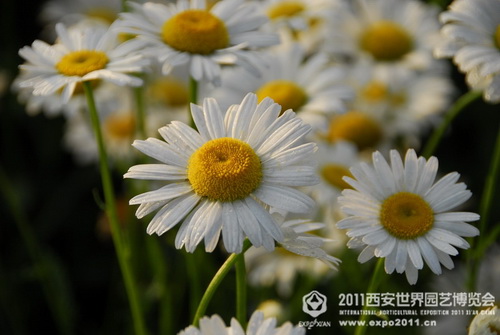 Beautiful sight of nature in Xi'an Expo Park