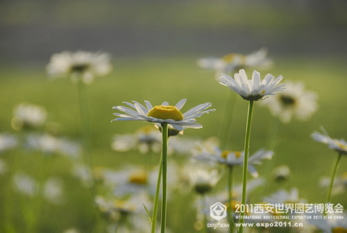 Beautiful sight of nature in Xi'an Expo Park