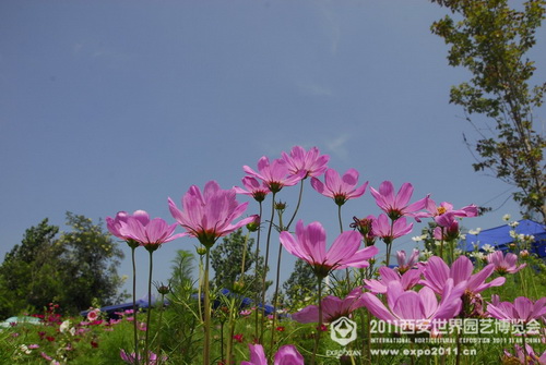 Beautiful sight of nature in Xi'an Expo Park