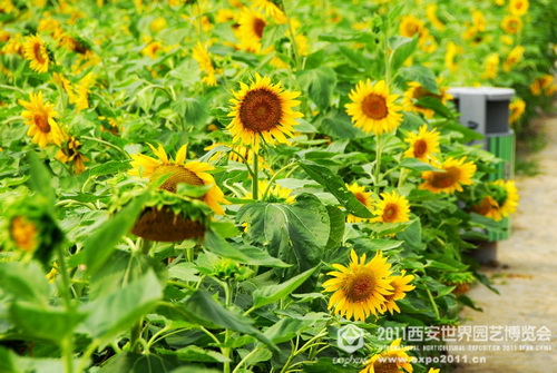 Beautiful sight of nature in Xi'an Expo Park