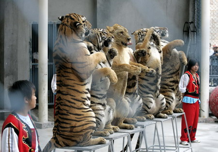 Animals performers during a circus show in Fuzhou