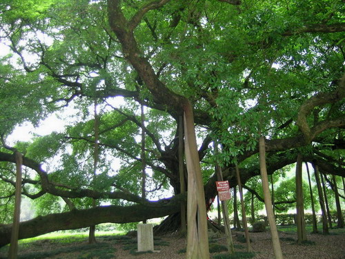 City Tree and Flower