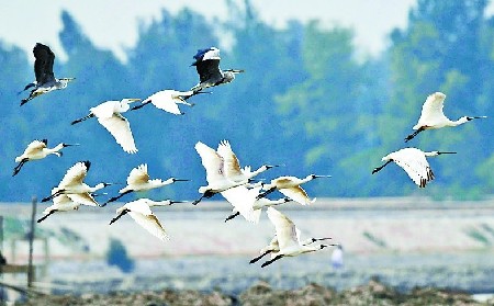 The national wetland park well under construction
