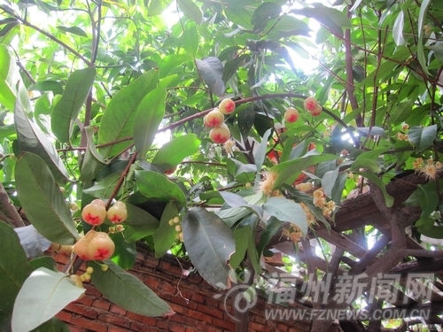 着第三棵莲雾树