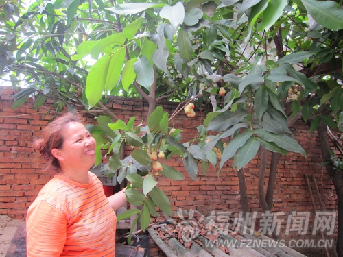 一朝海峡缘12年莲雾情